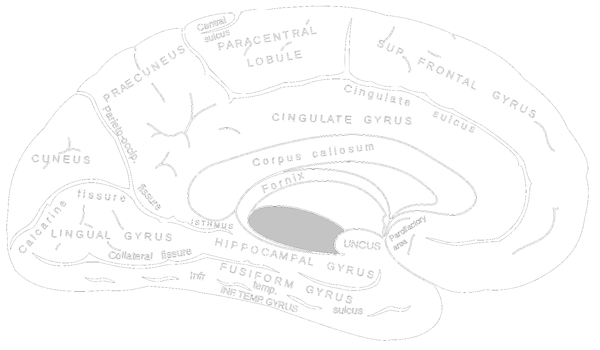 Gray's Anatomy plate 727: brain regions